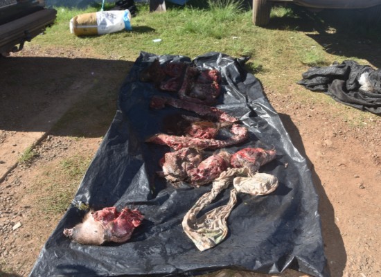 Operativo rural de la Jefatura de Policía de Artigas frustró maniobra de abigeato y caza ilegal