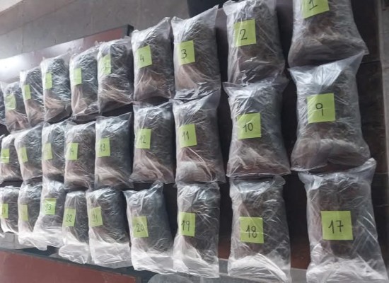 Incautan 12 kg de marihuana y 91 plantas en Río Branco, departamento de Cerro Largo