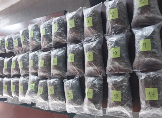 Incautan 12 kg de marihuana y 91 plantas en Río Branco, departamento de Cerro Largo